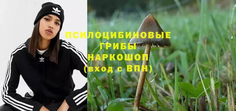 Псилоцибиновые грибы Psilocybe  Кизляр 